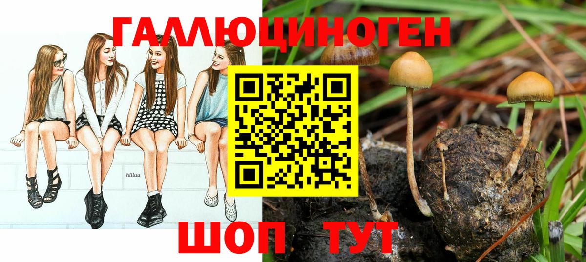 Псилоцибиновые грибы Psilocybe Ялта